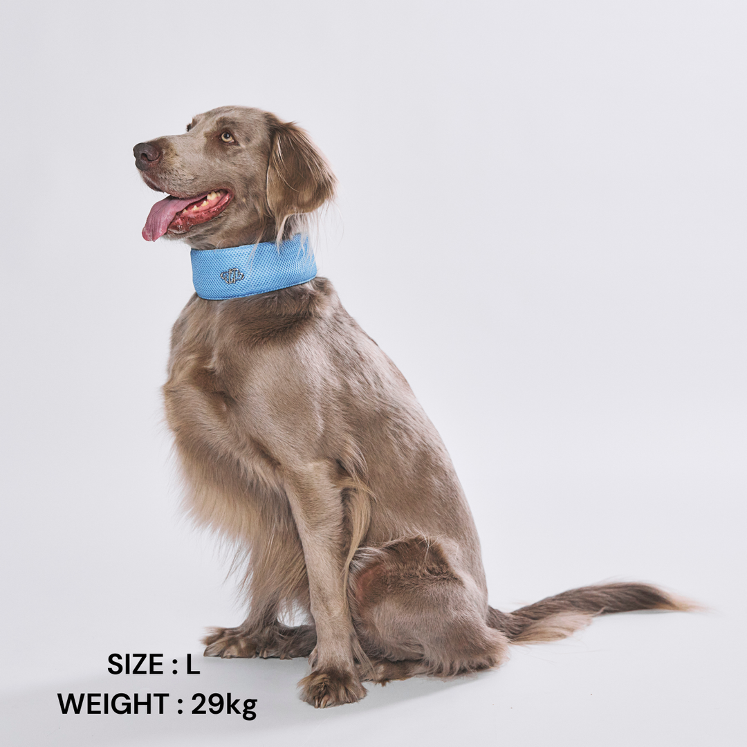 DogWear – STANDING ON THE BLUE