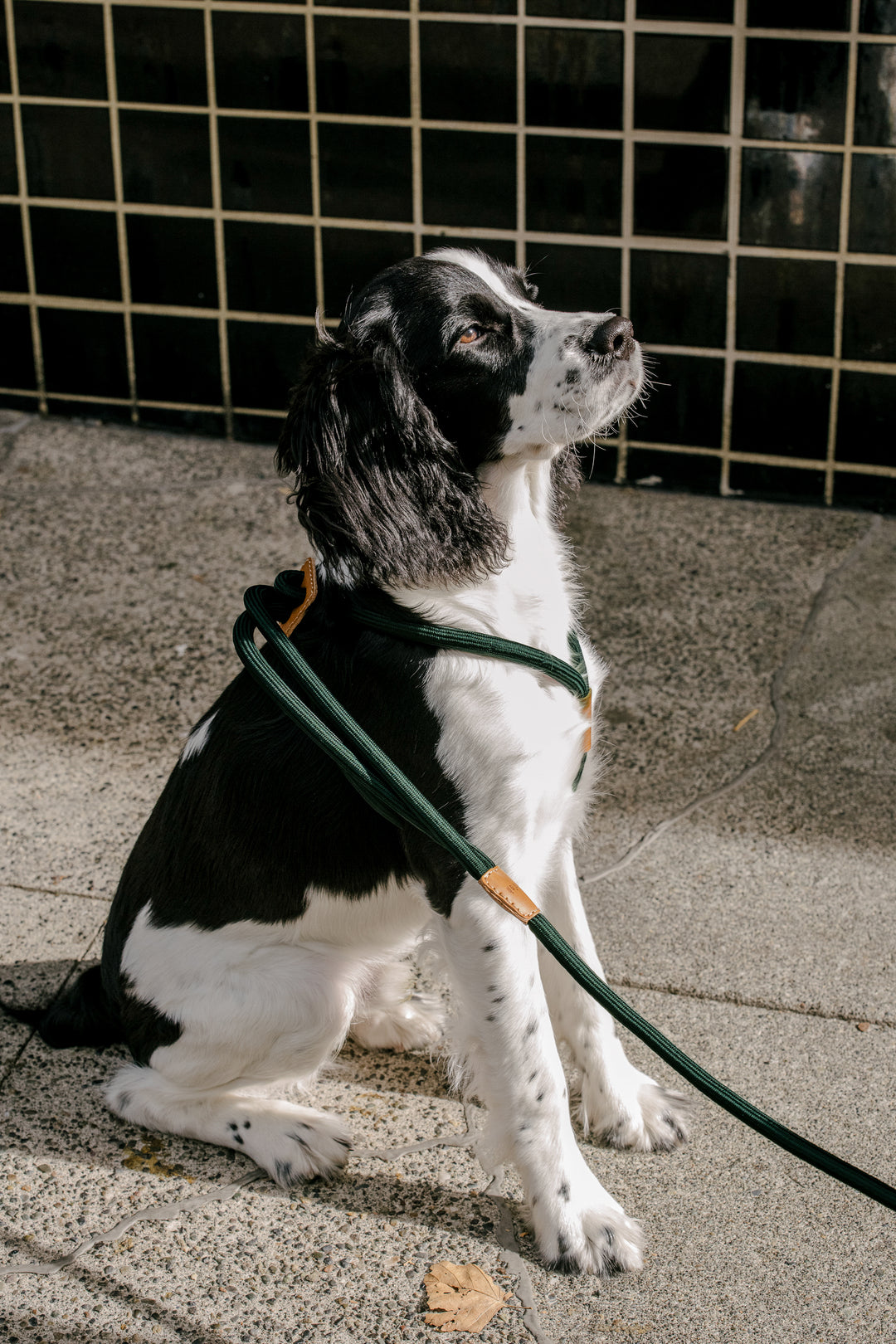 boo'oh 犬用 ハーネス Ray Harness デコピン　大谷 boo'oh 犬用 ハーネス Ray Harness デコピン 大谷 - メルカリ