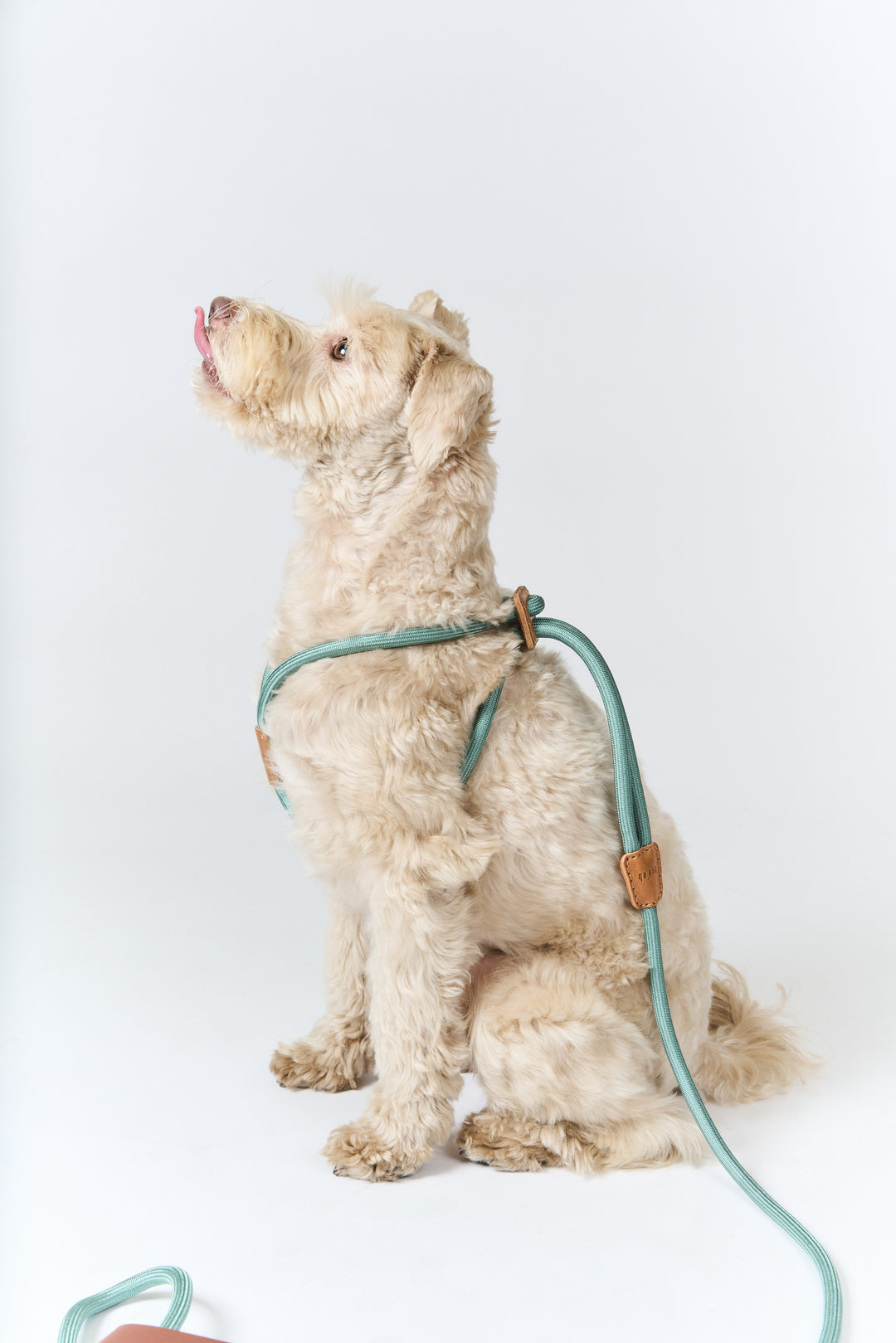 boo'oh 犬用 ハーネス Ray Harness デコピン大谷