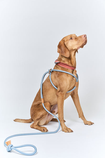 【Boo Oh】RAY HARNESS