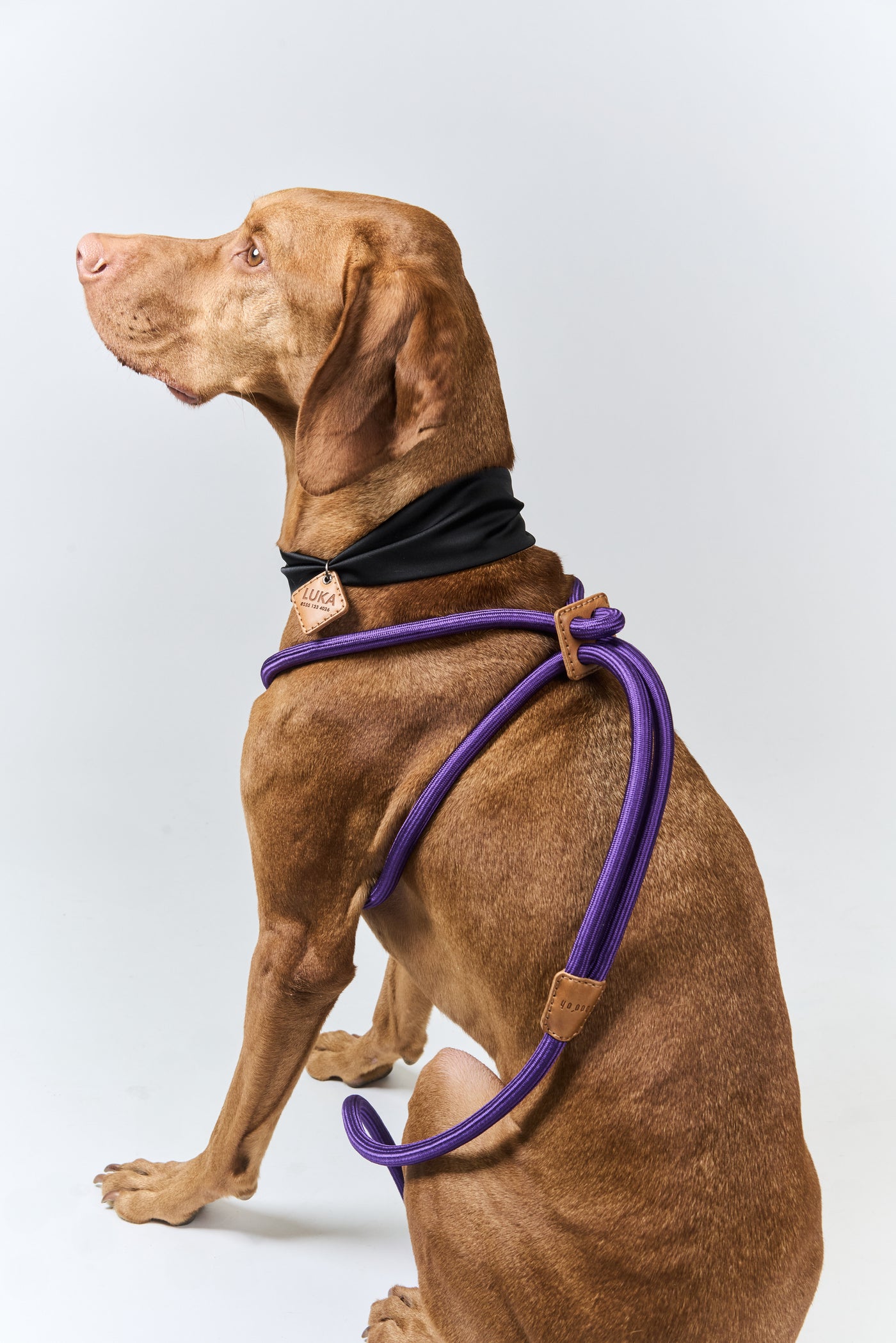 【Boo Oh】RAY HARNESS