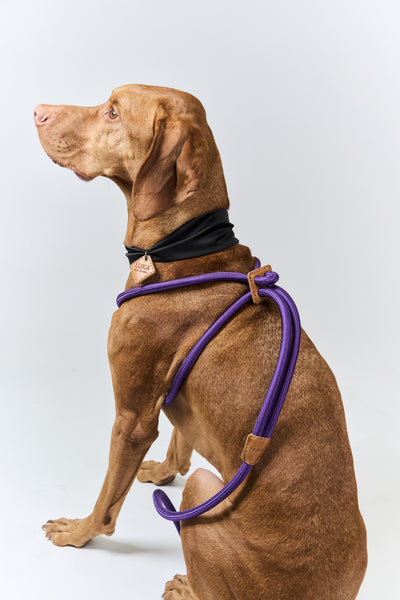 【Boo Oh】RAY HARNESS