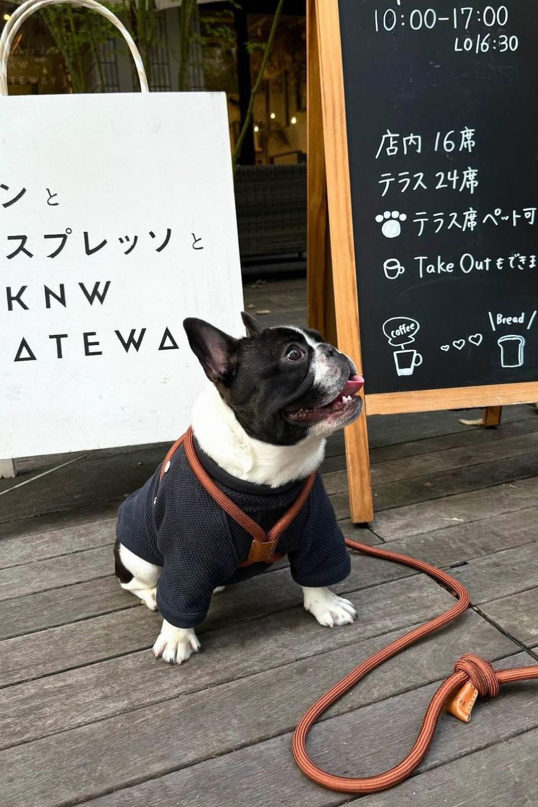 Boo Oh】RAY HARNESS – STANDING ON THE BLUE