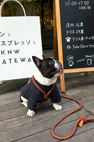 【Boo Oh】RAY HARNESS