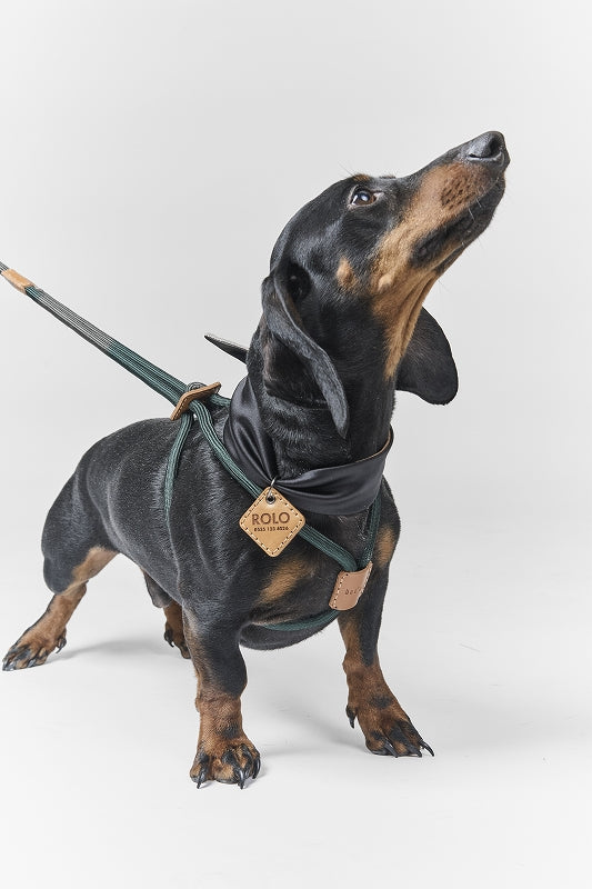 【Boo Oh】RAY HARNESS