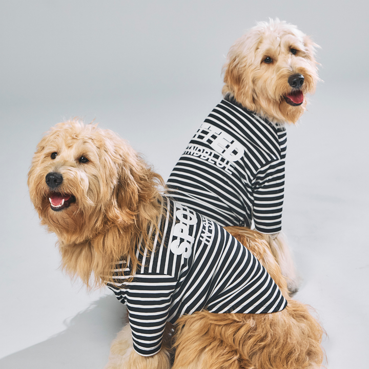 Spotted Pair T (dog) – STANDING ON THE BLUE