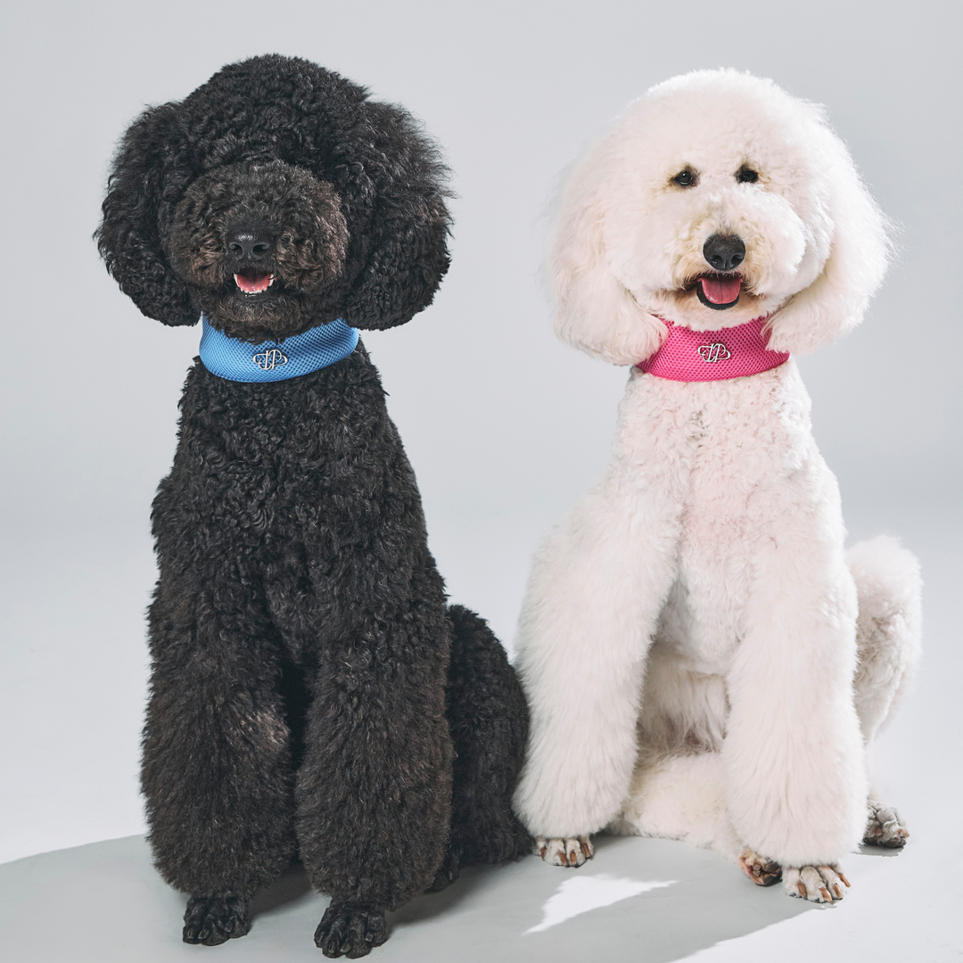 DogWear – STANDING ON THE BLUE